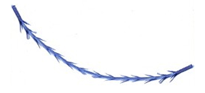 Hilos Tensores Espícula